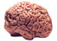 Your Brain